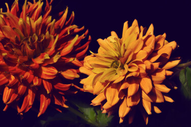 제목이 "Flowerissimo_13245"인 사진 Michael Vdovin로, 원작, 디지털