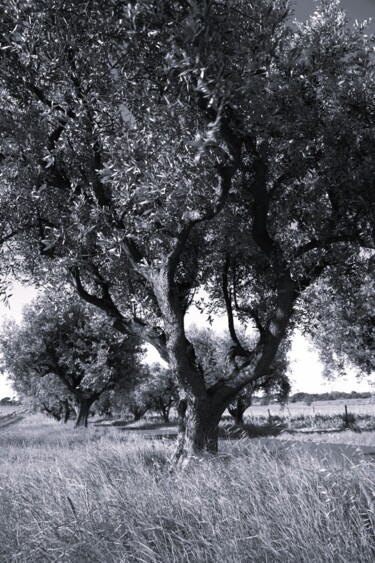 Photography titled "TREE ONE" by Patrick Hesnard, Original Artwork, Digital Photography
