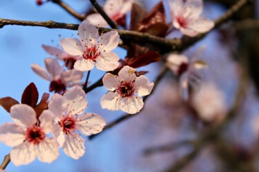 Φωτογραφία με τίτλο "Spring Blossoms" από Paola Ionfrida, Αυθεντικά έργα τέχνης, Ψηφιακή φωτογραφία