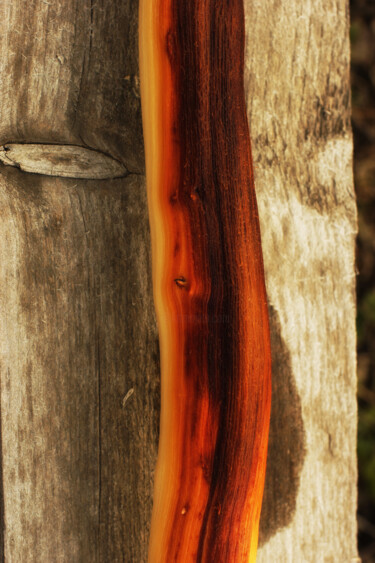 Fotografia intitolato "Дерево №1 / Wood №1." da Nina Karymova (Nino), Opera d'arte originale, Fotografia non manipolata