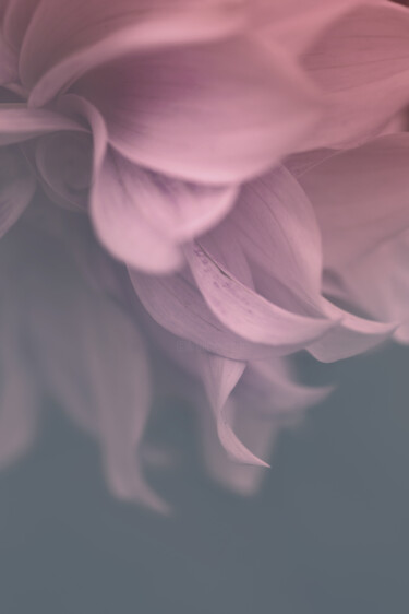 Fotografia intitulada "Flowerissimo_16984" por Michael Vdovin, Obras de arte originais, Fotografia digital