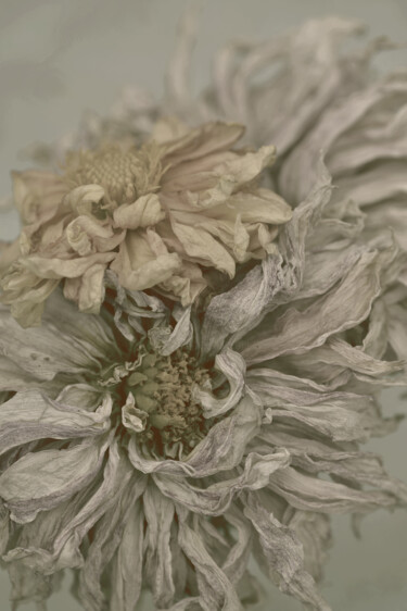 摄影 标题为“Flowerissimo_16354” 由Michael Vdovin, 原创艺术品, 数码摄影
