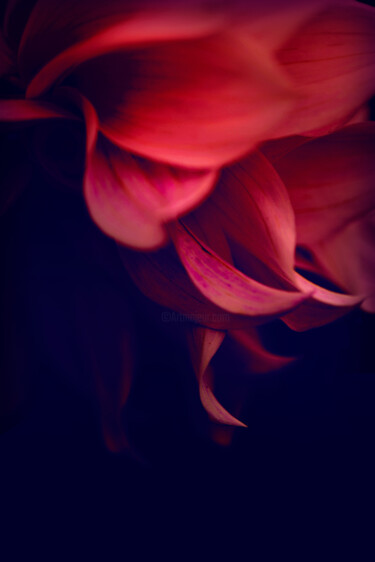 Fotografia intitulada "Flowerissimo_16983" por Michael Vdovin, Obras de arte originais, Fotografia digital