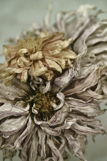 Photography titled "Flowerissimo_16352" by Michael Vdovin, Original Artwork, Digital Photography
