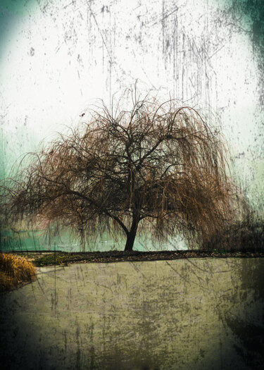 Photography titled "Drzewo życia" by Dariusz Witold Mierzwa, Original Artwork, Digital Photography