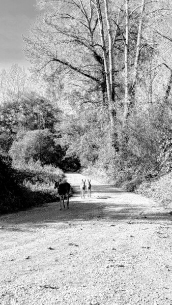 Photography titled "In light and shadiws" by C.R. Kunferman, Original Artwork, Digital Photography
