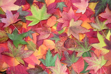Photography titled "Automne, tissage de…" by Sylvie Chapuis, Original Artwork, Non Manipulated Photography