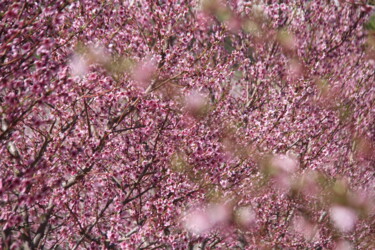 Fotografia intitolato "Rêve de fleurs" da Sylvie Chapuis, Opera d'arte originale, Fotografia non manipolata