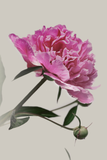 Fotografia intitulada "Flowerissimo_14508" por Michael Vdovin, Obras de arte originais, Fotografia digital