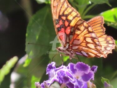 Fotografía titulada "Mariposa" por Benilde, Obra de arte original, Fotografía manipulada