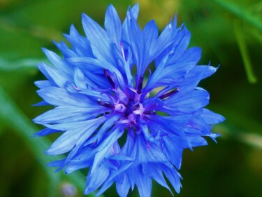 Photography titled "Composition florale…" by Monique Anna Michel, Original Artwork, Digital Photography