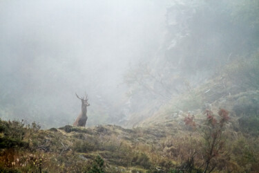 "L'apparition du cerf" başlıklı Fotoğraf Patrick Rey tarafından, Orijinal sanat, Dijital Fotoğrafçılık