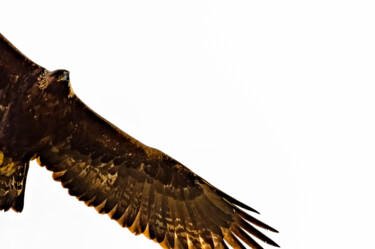 摄影 标题为“Sa majesté l'aigle” 由Patrick Rey, 原创艺术品, 数码摄影