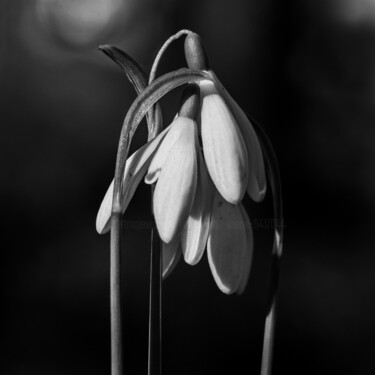 "Perce-neige blottis…" başlıklı Fotoğraf Lionel Jean-Marie tarafından, Orijinal sanat, Fotoşopsuz fotoğraf