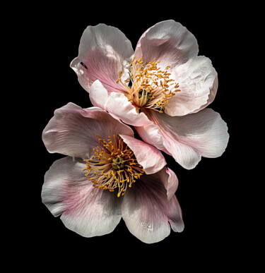Digital Arts titled "Pink duo" by Olga Poruchikova, Original Artwork, AI generated image