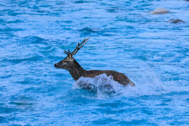 Photographie intitulée "Le cerf" par Patrick Rey, Œuvre d'art originale, Photographie numérique