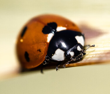 "macro mariquita de…" başlıklı Fotoğraf Imma Barrera tarafından, Orijinal sanat, Dijital Fotoğrafçılık