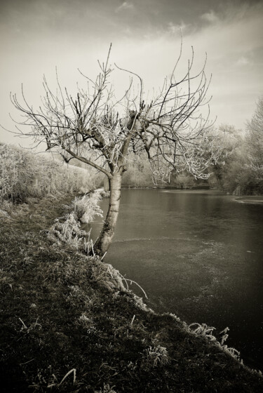 Φωτογραφία με τίτλο "Arbre Givré au Bord…" από Laurent De La Conception, Αυθεντικά έργα τέχνης, Μη χειραγωγημένη φωτογραφία…