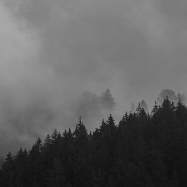Brouillard dans les pins à la montagne. Фотография под названием "Brouillard dans les…" - Florent Baudy, Подлинное произведение искусства, Цифровая фотография