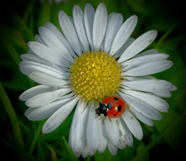 제목이 "Ladybird on a Daisy"인 사진 Andrea Gruber로, 원작, 디지털
