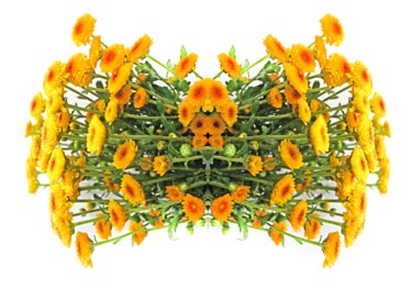 Photography titled "Two to bloom" by Sumit Ratta, Original Artwork, Digital Photography