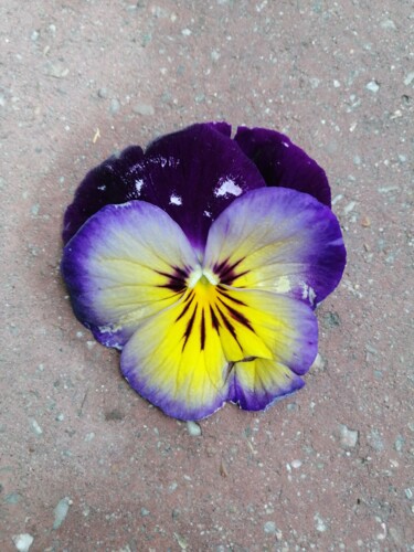 Fotografia intitolato "Printemps" da Luna.D, Opera d'arte originale, Fotografia digitale
