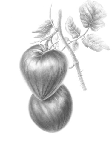 Drawing titled "Striped tomatoes" by Tetiana Vlasenko, Original Artwork, Graphite
