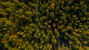 摄影 标题为“Foret de Mélèzes” 由Frederic Bos, 原创艺术品, 数码摄影