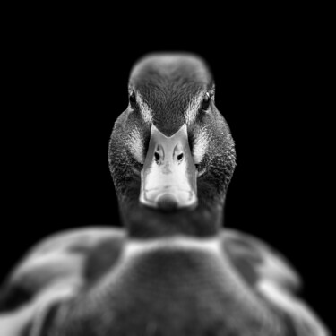 摄影 标题为“Duck” 由Dennis Barth (B.Art), 原创艺术品, 数码摄影