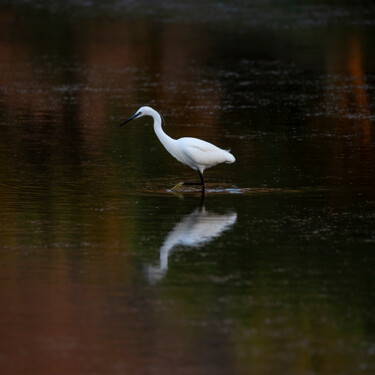 Fotografia intitolato "Little Egret (Egret…" da Manolis Tsantakis, Opera d'arte originale, gelatina d’argento