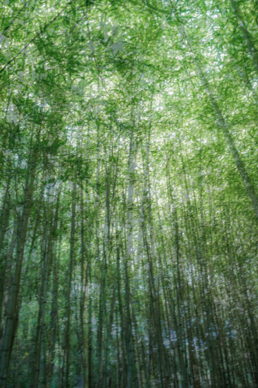 Fotografia intitolato "bamboos" da Gilliard Bressan, Opera d'arte originale, Fotografia digitale