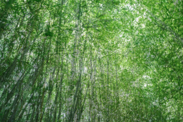 Fotografia intitolato "bamboos II" da Gilliard Bressan, Opera d'arte originale, Fotografia digitale