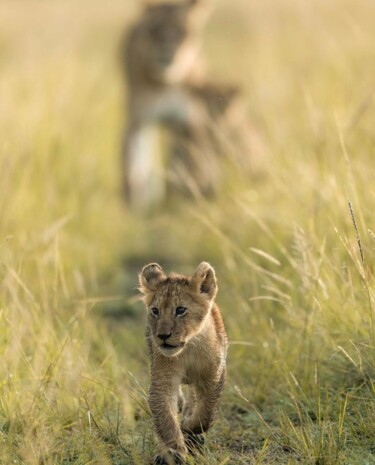 Photography titled "Curious cub" by Gurdal Bibo, Original Artwork, Digital Photography