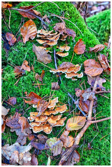 Photography titled "# 10705" by Bruno Dujardin, Original Artwork, Digital Photography
