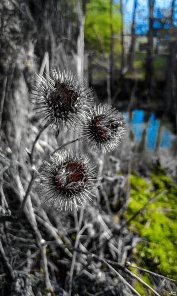 Balade de Printemps... Photography titled "Balade de Printemps…" by Julien Louvier Legrand (Ju), Original Artwork, Digital Photography