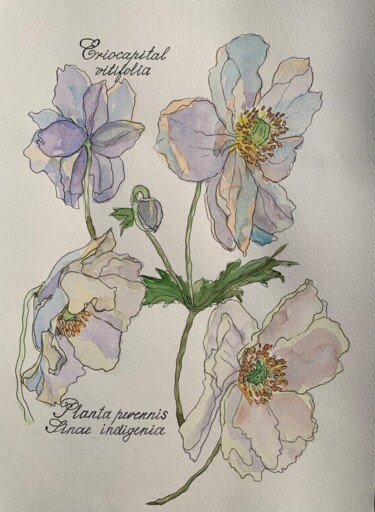 Painting titled "Flowers of Eriocapi…" by Fatima Erkenova, Original Artwork, Watercolor
