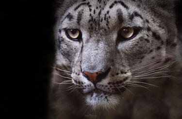 摄影 标题为“Snow leopards portr…” 由Rafael Kettsyan, 原创艺术品, 数码摄影