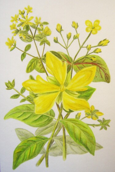图画 标题为“Hypericum perforatum” 由P. Le Sommer, 原创艺术品, 水彩
