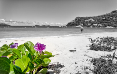 Photographie intitulée "Ipomoea Pes-Caprae" par Michel Dol, Œuvre d'art originale, Photographie numérique