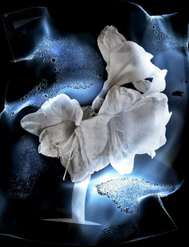 Photographie intitulée "fleur-cosmique-mami…" par Yann Pelcat, Œuvre d'art originale, Photographie argentique