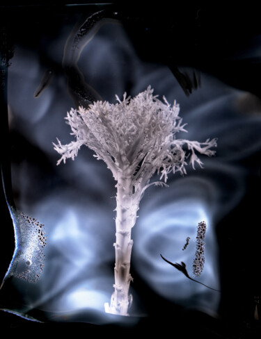 Photographie intitulée "fleur-cosmique-mami…" par Yann Pelcat, Œuvre d'art originale, Photographie argentique
