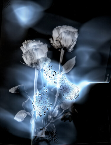 Photographie intitulée "fleur-cosmique-mami…" par Yann Pelcat, Œuvre d'art originale, Photographie argentique