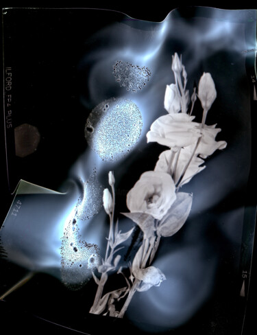 Photographie intitulée "fleur-cosmique-mami…" par Yann Pelcat, Œuvre d'art originale, Photographie argentique