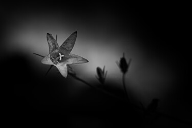 "Campanule des sous…" başlıklı Fotoğraf Lionel Jean-Marie tarafından, Orijinal sanat, Fotoşopsuz fotoğraf