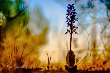 "Orchidée au crépusc…" başlıklı Fotoğraf Jean-Yves Lacy tarafından, Orijinal sanat, Dijital Fotoğrafçılık