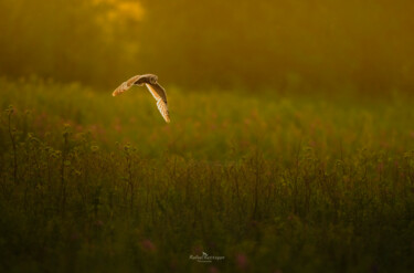摄影 标题为“Short-eared Owl in…” 由Rafael Kettsyan, 原创艺术品, 数码摄影