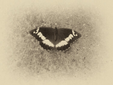 Fotografia intitolato "limenitis camilla" da Roberto Ferrero, Opera d'arte originale, Fotografia digitale