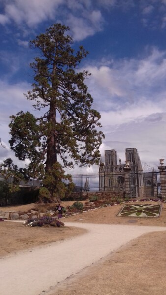 Photography titled "arbre des possibles" by David Julien, Original Artwork, Digital Photography