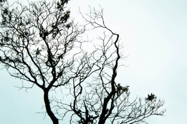 Fotografie getiteld "Autumn" door Ana Parisi, Origineel Kunstwerk, Digitale fotografie