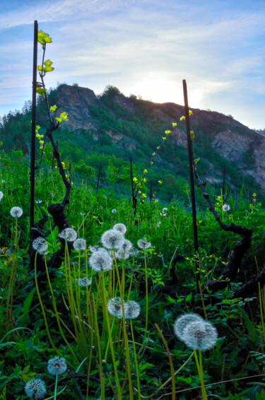 Photography titled "Matin printanier" by Patrick Rey, Original Artwork, Non Manipulated Photography